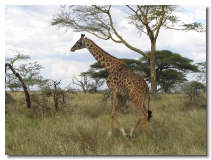 TA 14 - Masai Giraffe